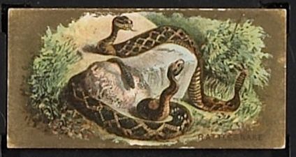 N216 Rattlesnake.jpg